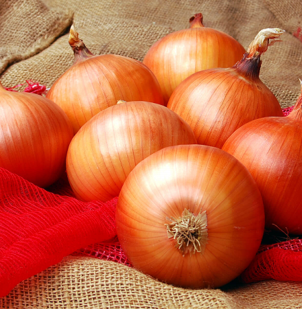 Caliber Long Day Onion Seed Crookham Company Crookham Onion Caliber Long Day Onion Seed