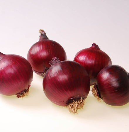 Red Ranger Short Day 15-1041 Crookham Onions Crookham Onion Seed Red Ranger 15-1041