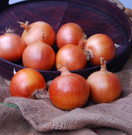 Trident Long Day Crookham Long Day Onion Seed Crookham Onion Seed Trident
