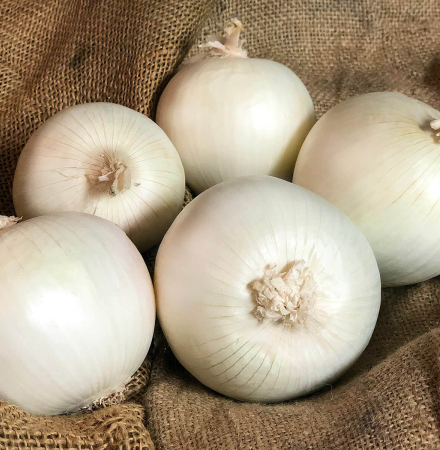 White Ace Short Day Onion_Crookham NewMexico2021 Crookham Onion White Ace