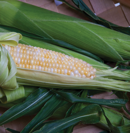 Profit Sweet Corn Crookham Company Crookham Sweet Corn Profit