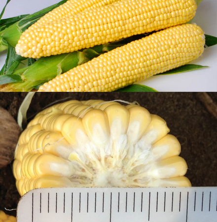 Crookham Sweet Corn Hardi Gi5