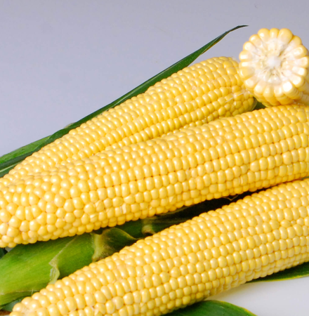 Crookham Sweet Corn Processing Seed Hardi Gi5 ears on table
