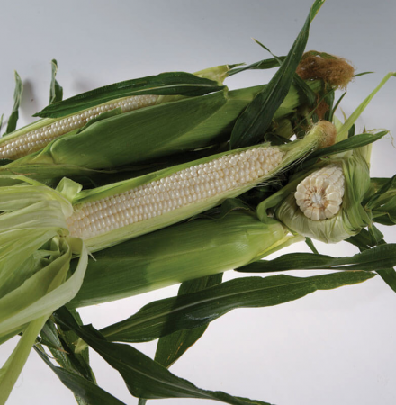 Stud Procesador de semillas de maíz dulce Crookham Company Crookham Sweet Corn Stud