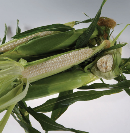 Crookham Sweet Corn Stud