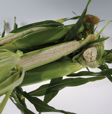 Crookham Sweet Corn Stud
