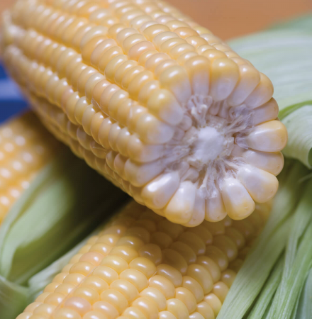 Tamarack Sweet Corn Processor Crookham Seed Company Crookham Sweet Corn Tamarack