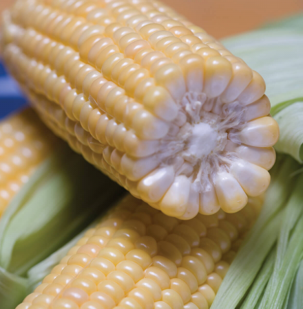 Crookham Sweet Corn Tamarack