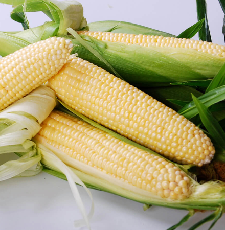 Boom Sweet Corn Processor Crookham Seed Company ears on table Crookham Sweet Corn Boom!