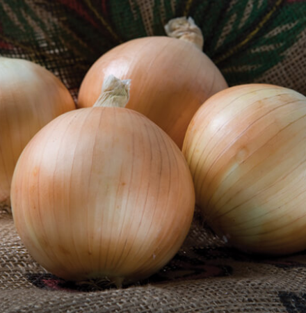 Scout Crookham Seed_Onions_Intermediate Scout Crookham Seed_Onions_Intermediate