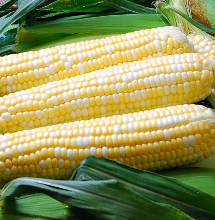 sh2i Nirvana Series Solstice Sweet Corn Seed Crookham Company sh2i Nirvana Series Solstice Sweet Corn Seed Crookham Company