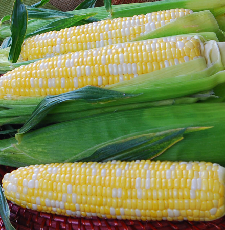 Temptress Sweet Corn Seed Crookham Company Crookham Sweet Corn Temptress