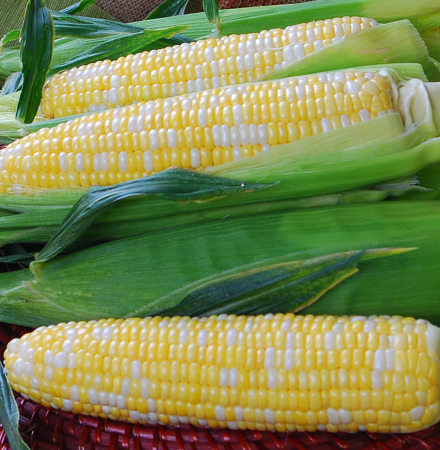 Crookham Sweet Corn Temptress