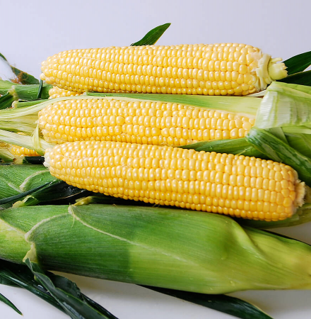 Yellowstone Sweet Corn Seed Crookham Company Crookham Sweet Corn Yellowstone