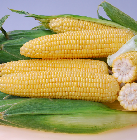 Bowie CSUYP15-986 Sweet Corn Processor Crookham Seed Crookham Company Sweet Corn CSUYP15-986