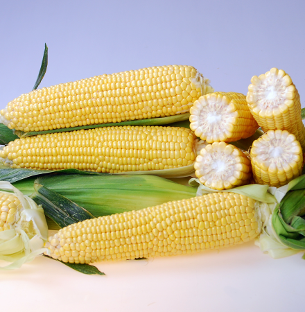 CrookhamCompany_Sweetcorn Seed Braveheart_CSHYP16-113