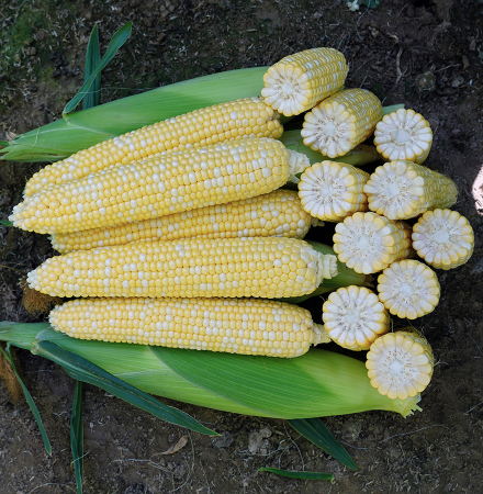 B672 Sweet Corn Crookham Company Crookham SweetCorn_B672