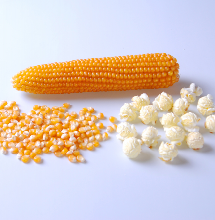 R400MR Crookham Robust Popcorn R400MR Crookham Robust Popcorn