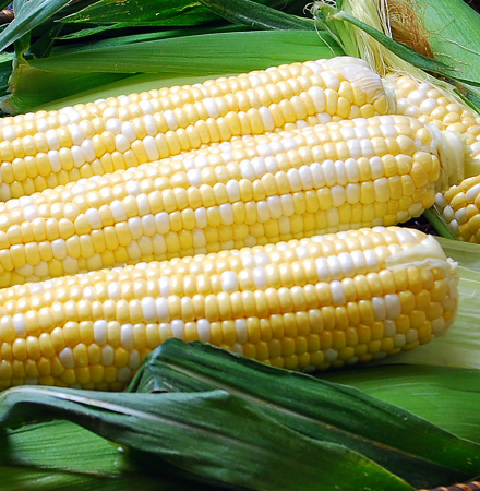Solstice Nirvana Series Crookham Sweet Corn_Fresh Market Solstice Nirvana Series Crookham Sweet Corn Seed_Fresh Market