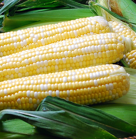 Solstice Crookham Sweet Corn_Fresh Market