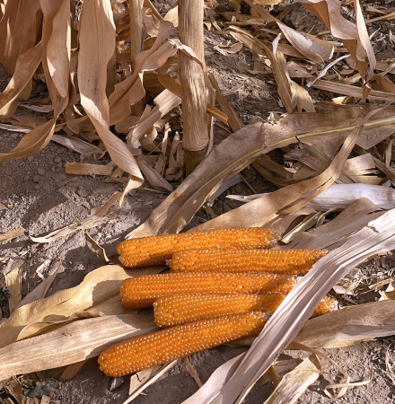 R606 Crookham Popcorn R606 Crookham Popcorn