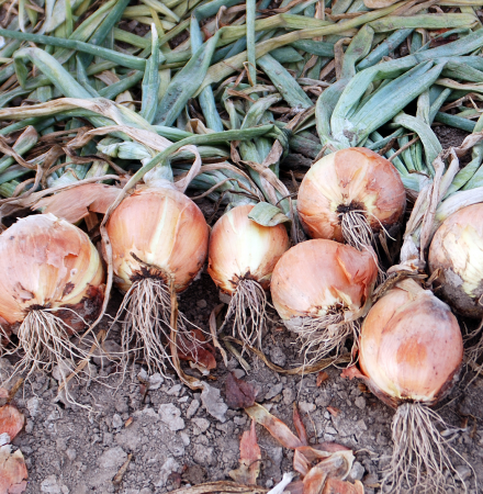 Scorpion Dry Down Scorpion Crookham Long Day Onions