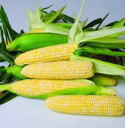 B411 Sweet Corn CrookhamCompany B411 Sweet Corn CrookhamCompany