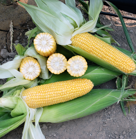 Canyon Sweet Corn Processor_CrookhamCompany Canyon Sweet 14-879 Corn Processor_CrookhamCompany