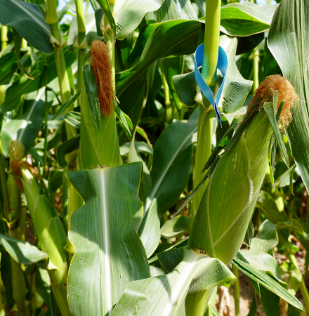 Delectable Sweet Corn Crookham Company Delectable Sweet Corn Crookham Company
