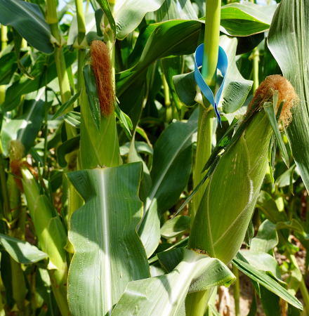 Delectable Sweet Corn Crookham Company