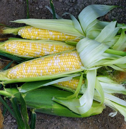 Ears in Field Kristine Sweet Corn Crookham Company Seed Kristine Sweet Corn Crookham Company Seed Ears of Corn in Field