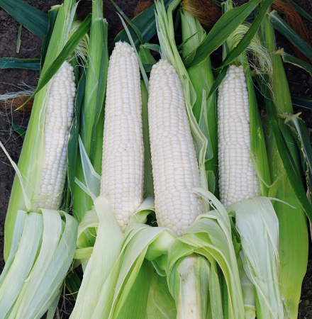 Stud Premium Sweet Corn Processor Crookham Stud Premium Sweet Corn Processor Crookham