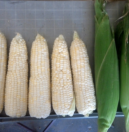 Stud Premium Sweet Corn Processor Crookham