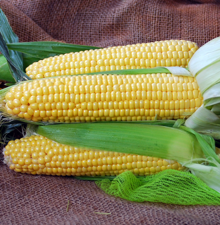 Kodiak Sweet Corn Crookham Company Kodiak Sweet Corn Crookham Company