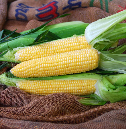 Gold Standard QuadSweets Crookham Fresh Market Sweet Corn