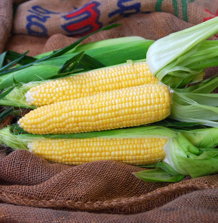 Gold Standard QuadSweets Crookham Fresh Market Sweet Corn Gold Standard QuadSweets Crookham Fresh Market Sweet Corn