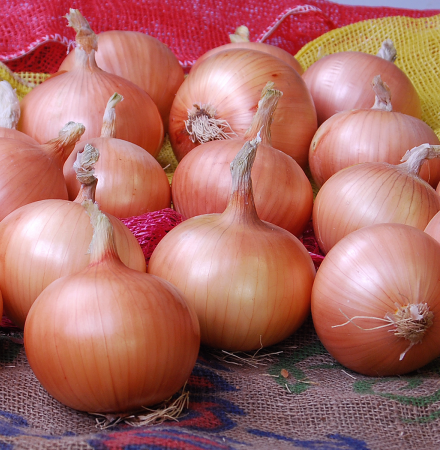 Defender Long Day Onion Crookham Company Seed Defender OLYX11-250 Long Day Onion Crookham Company Seed