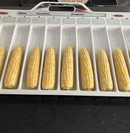 QuickStart in New Jersey Crookham Company Sweet Corn 15-1006 QuickStart in New Jersey Crookham Company Sweet Corn 15-1006