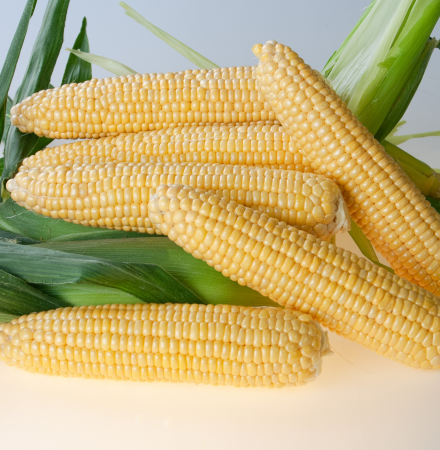 Equinox Crookham Sweet Corn Fresh Market Augmented Equinox Crookham Sweet Corn Fresh Market Augmented CAPYF14-918i