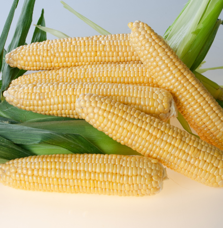 Equinox Crookham Sweet Corn Fresh Market Augmented CAPYF14-918i