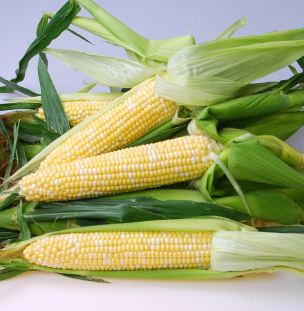 Allrounder Crookham Sweet Corn Seed Crookham Sweet Corn Seed Allrounder