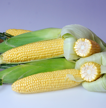 Astronaut Sweet Corn Seed Crookham Company Astronaut sh2 Crookham Sweet Corn Seed