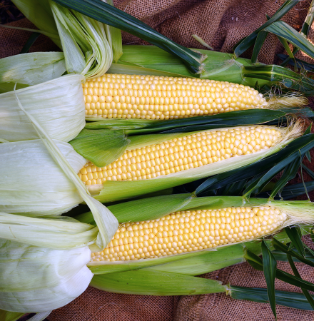 Forerunner CSAYF16-1019 Crookham Sweet Corn Seed