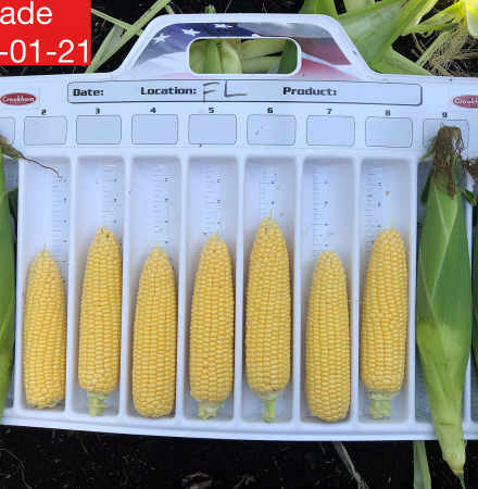 Stockage Sweet Corn Seed Crookham Company Stockage sh2 Sweet Corn Seed Crookham Company