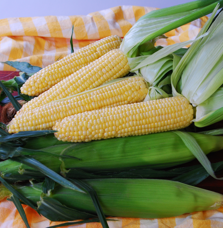 Sugar Buns Sweet Corn Crookham Company Seed Crookham Sweet Corn Sugar Buns Seed