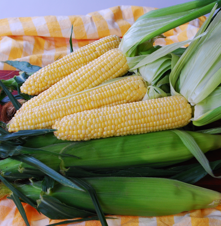 Crookham Sweet Corn Sugar Buns Seed