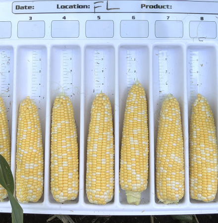 Double Eagle Sweet Corn Seed Crookham Company Crookham Company Sweet Corn Seed Fresh Market