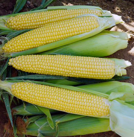 Glades Gold Crookham Sweet Corn Seed Crookham Sweet Corn Seed Glades Gold
