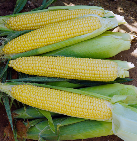 Crookham Sweet Corn Seed Glades Gold