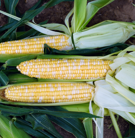 Honey and Cream Crookham Company Sweet Corn Seed Crookham Company Sweet Corn Seed Honey & Cream